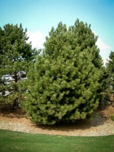 Сосна Чёрная (Pinus Nigra) купить по цене от 270.00р. в интернет-магазине «Посадика» с доставкой почтой в в Находкае и по всей России – [изображение №1].