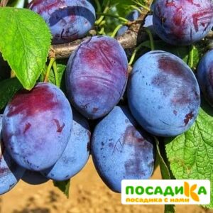 Слива Чачакская ранняя купить по цене от 229.00р. в интернет-магазине «Посадика» с доставкой почтой в в Находкае и по всей России – [изображение №1].