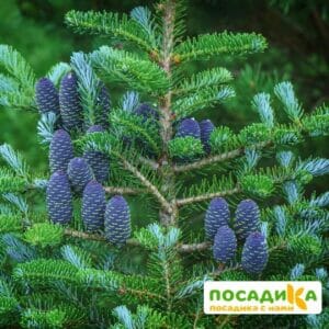 Пихта корейская (Abies koreana) купить по цене от 450.00р. в интернет-магазине «Посадика» с доставкой почтой в в Находкае и по всей России – [изображение №1].