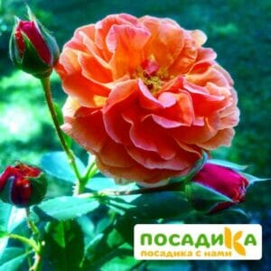 Роза Арабия купить по цене от 350.00р. в интернет-магазине «Посадика» с доставкой почтой в в Находкае и по всей России – [изображение №1].