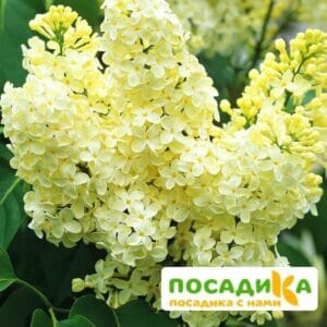 Сирень Примроуз (Primrose) купить по цене от 529.00р. в интернет-магазине «Посадика» с доставкой почтой в в Находкае и по всей России – [изображение №1].