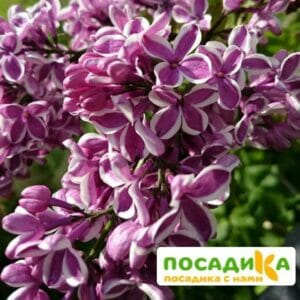 Сирень Сенсация купить по цене от 529.00р. в интернет-магазине «Посадика» с доставкой почтой в в Находкае и по всей России – [изображение №1].