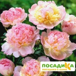 Пион Распберри Сандей (Paeonia Raspberry Sundae) купить по цене от 959р. в интернет-магазине «Посадика» с доставкой почтой в в Находкае и по всей России – [изображение №1].