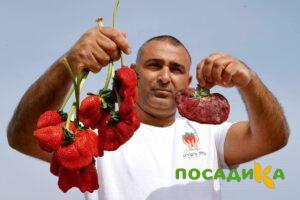 Клубника Гигант Джорнея купить по цене от 266р. в интернет-магазине «Посадика» с доставкой почтой в в Находкае и по всей России – [изображение №1].