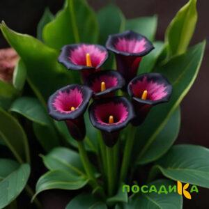 Калла Аура Лейс купить по цене от 400р. в интернет-магазине «Посадика» с доставкой почтой в в Находкае и по всей России – [изображение №1].