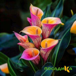 Калла Оникс купить по цене от 450р. в интернет-магазине «Посадика» с доставкой почтой в в Находкае и по всей России – [изображение №1].