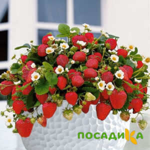 Клубника Рубиновый Шепот (горшечная) купить по цене от 240р. в интернет-магазине «Посадика» с доставкой почтой в в Находкае и по всей России – [изображение №1].