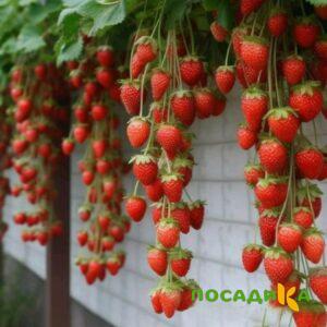 Клубника вьющаяся Комплимент купить по цене от 470р. в интернет-магазине «Посадика» с доставкой почтой в в Находкае и по всей России – [изображение №1].