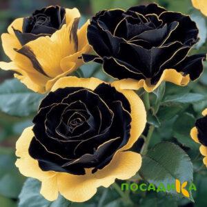 Роза Ханни Сикл купить по цене от 700р. в интернет-магазине «Посадика» с доставкой почтой в в Находкае и по всей России – [изображение №1].