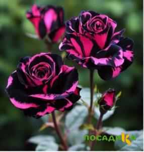 Роза Багровый Шепот купить по цене от 366р. в интернет-магазине «Посадика» с доставкой почтой в в Находкае и по всей России – [изображение №1].