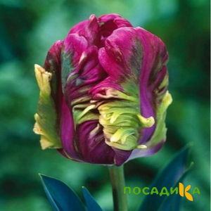 Тюльпан Экзотик Хэвен купить по цене от 186р. в интернет-магазине «Посадика» с доставкой почтой в в Находкае и по всей России – [изображение №1].