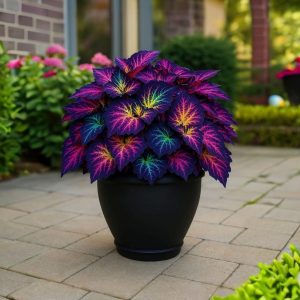 Хоста Фрости Блю купить по цене от 389р. в интернет-магазине «Посадика» с доставкой почтой в в Находкае и по всей России – [изображение №1].